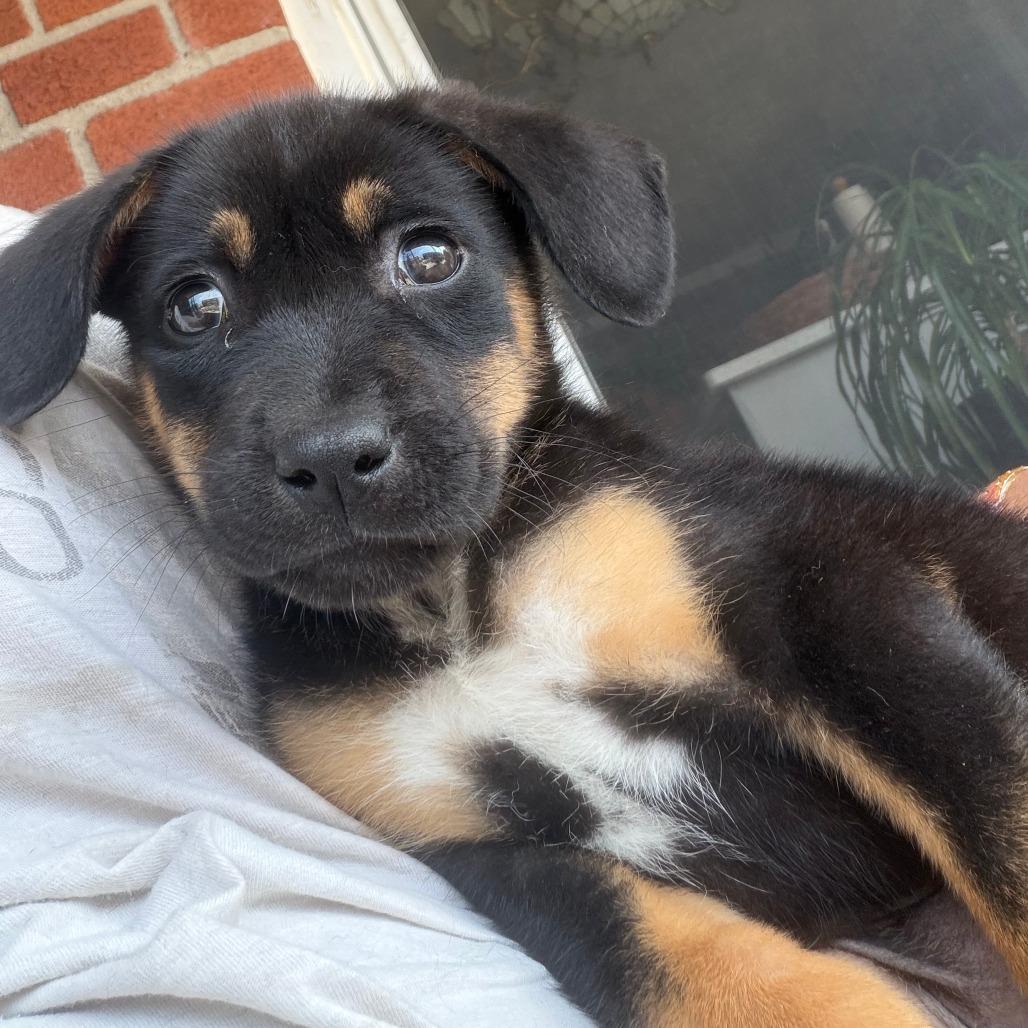 Slider, a Adoptable Shepherd in Brooklyn, NY image 3/5