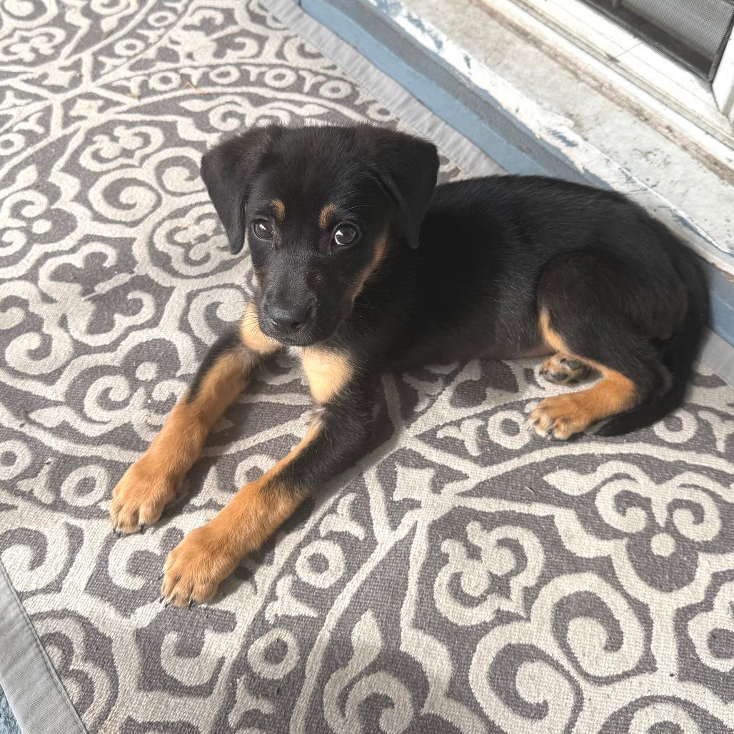 Slider, a Adoptable Shepherd in Brooklyn, NY image 4/5