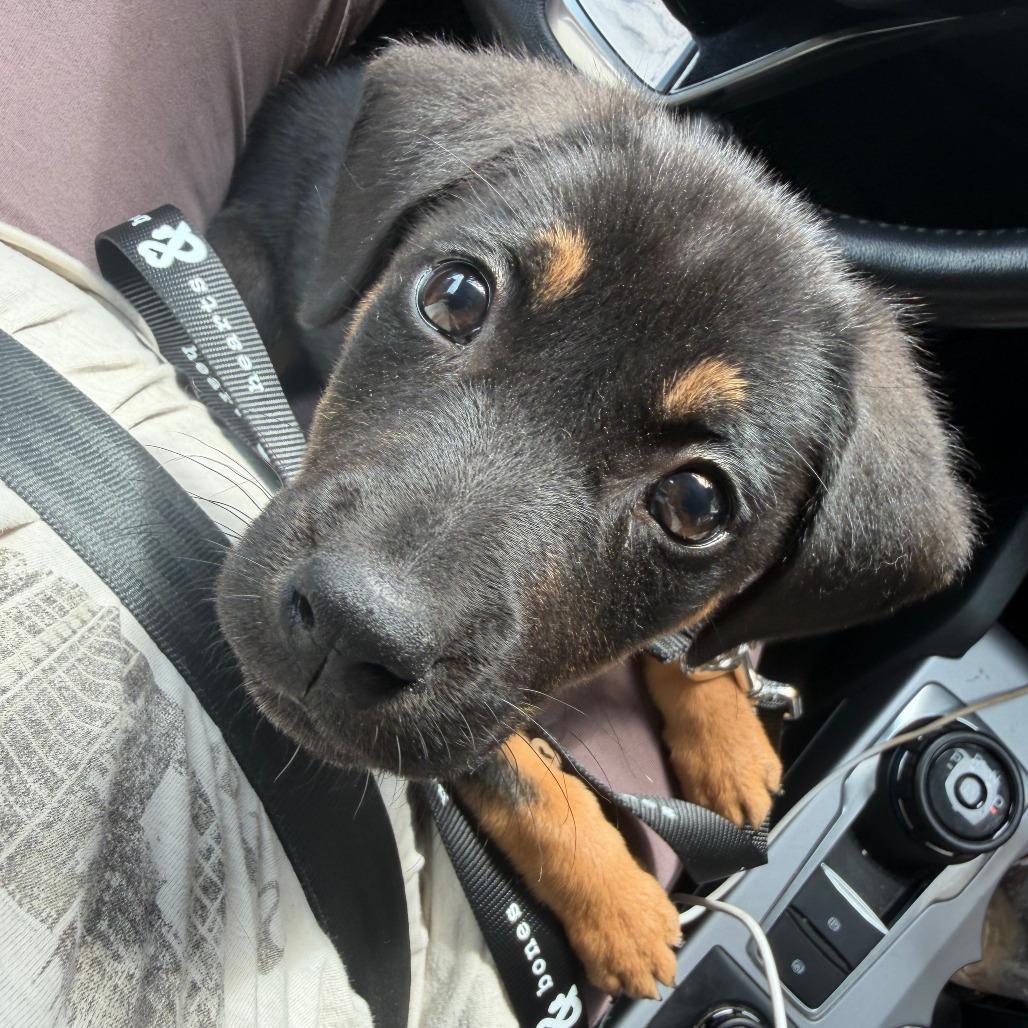 Slider, a Adoptable Shepherd in Brooklyn, NY image 5/5