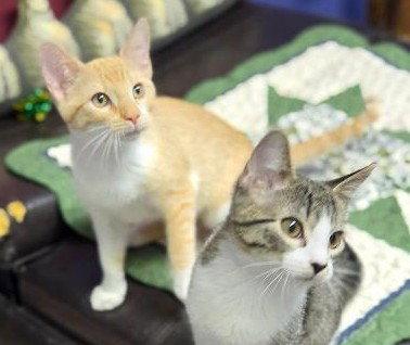 Lola and Gracie, Adoptable, Kitten Female Domestic Short Hair.