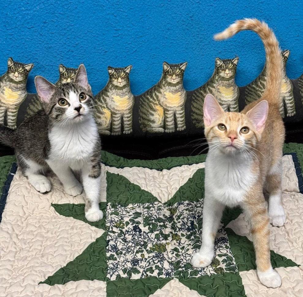 Enlarge Lola and Gracie, a Adoptable Domestic Short Hair in Shawnee, KS image 2/3