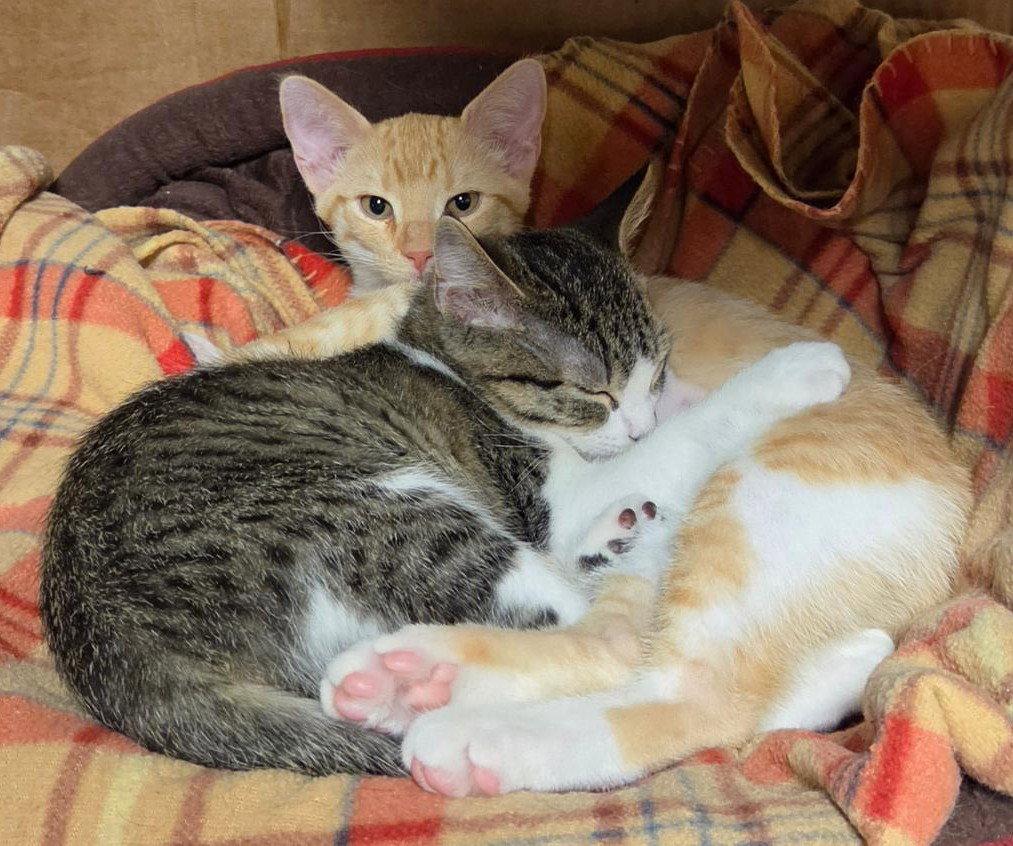 Enlarge Lola and Gracie, a Adoptable Domestic Short Hair in Shawnee, KS image 3/3