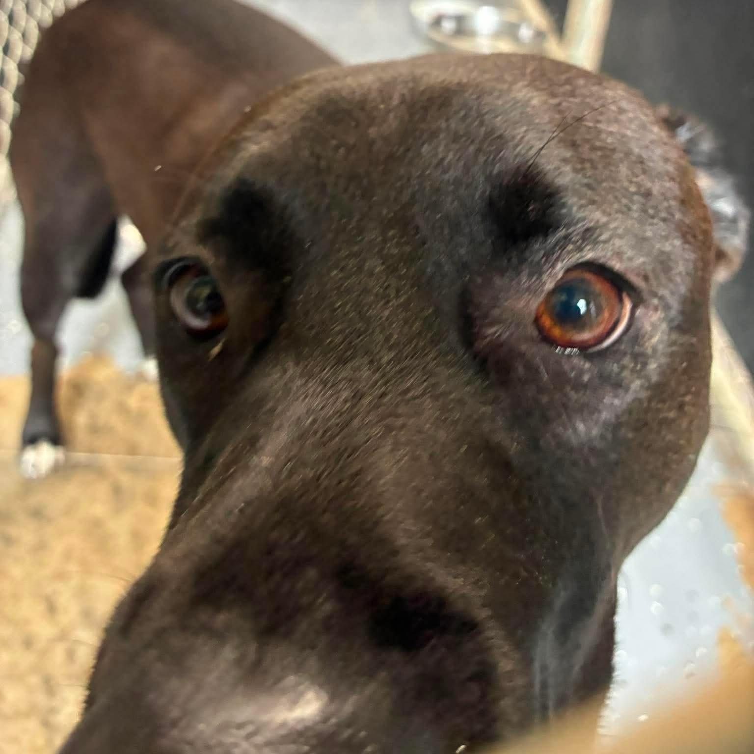 Roman, Adoptable, Adult Male Chocolate Labrador Retriever & Border Collie.