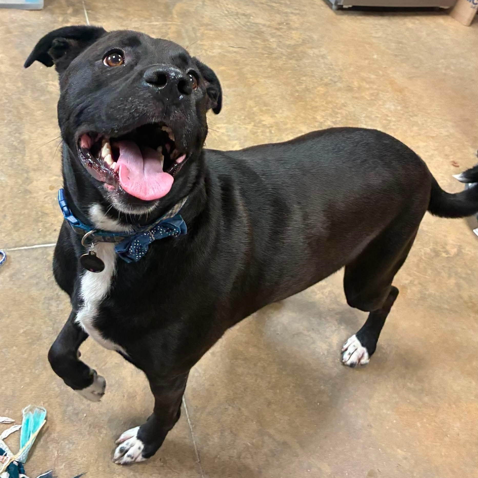 Enlarge Roman, a Adoptable mixed breed in Petersburg, IL image 5/6