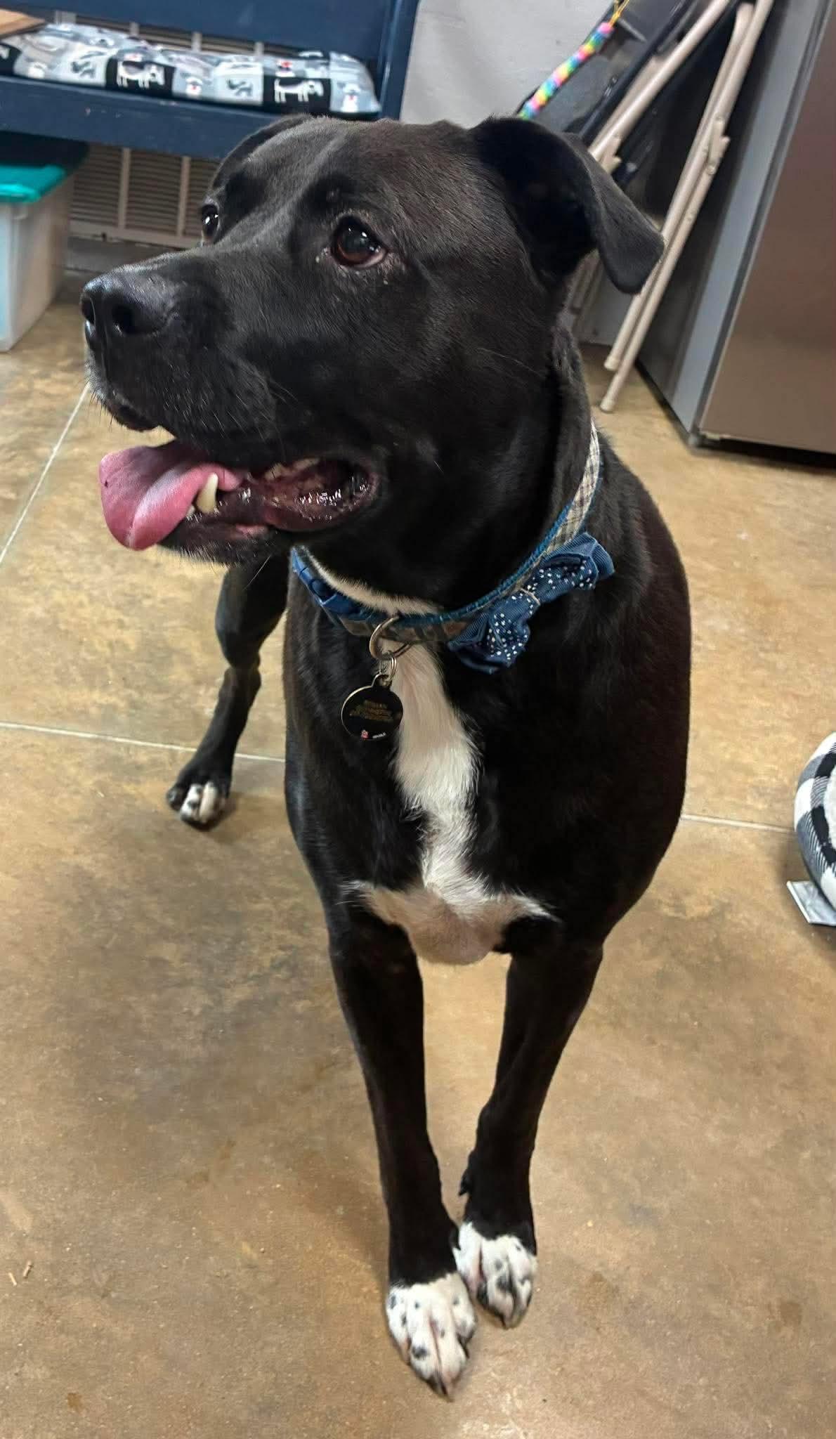 Enlarge Roman, a Adoptable mixed breed in Petersburg, IL image 2/6