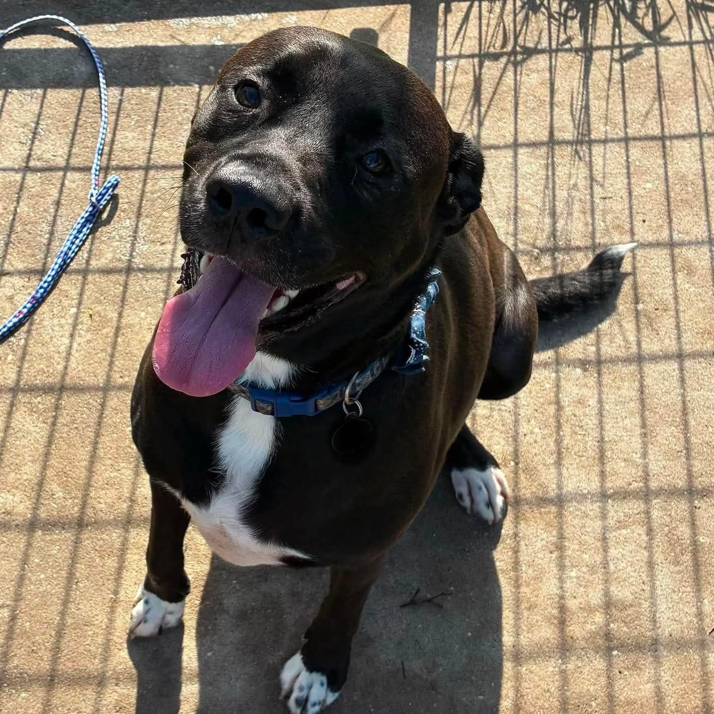 Enlarge Roman, a Adoptable mixed breed in Petersburg, IL image 3/6