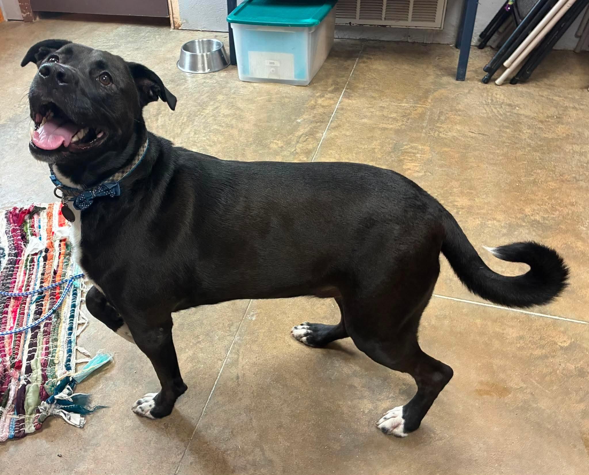Enlarge Roman, a Adoptable mixed breed in Petersburg, IL image 4/6