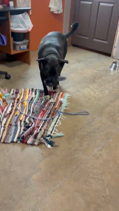 Enlarge Roman, a Adoptable mixed breed in Petersburg, IL video 6/6