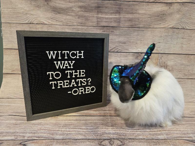 Enlarge Oreo, a Adoptable American Fuzzy Lop in Columbus, OH image 1/3