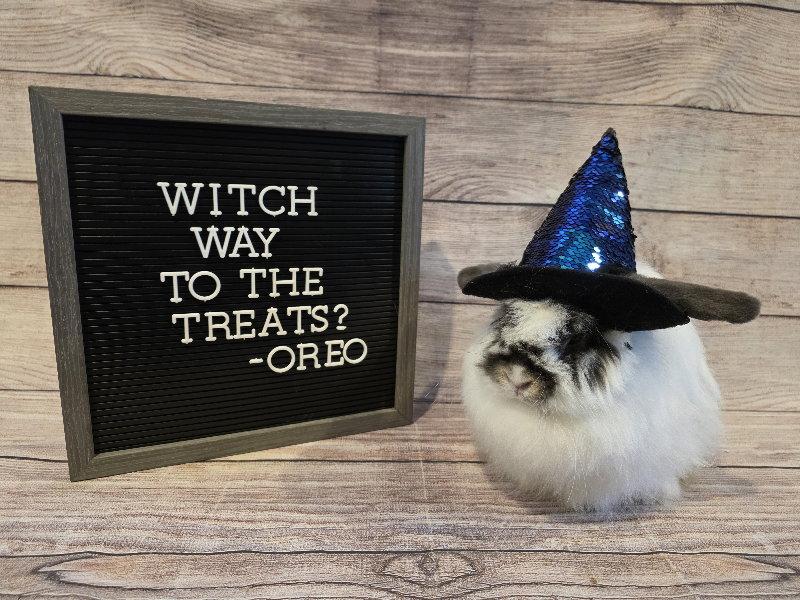 Enlarge Oreo, a Adoptable American Fuzzy Lop in Columbus, OH image 2/3