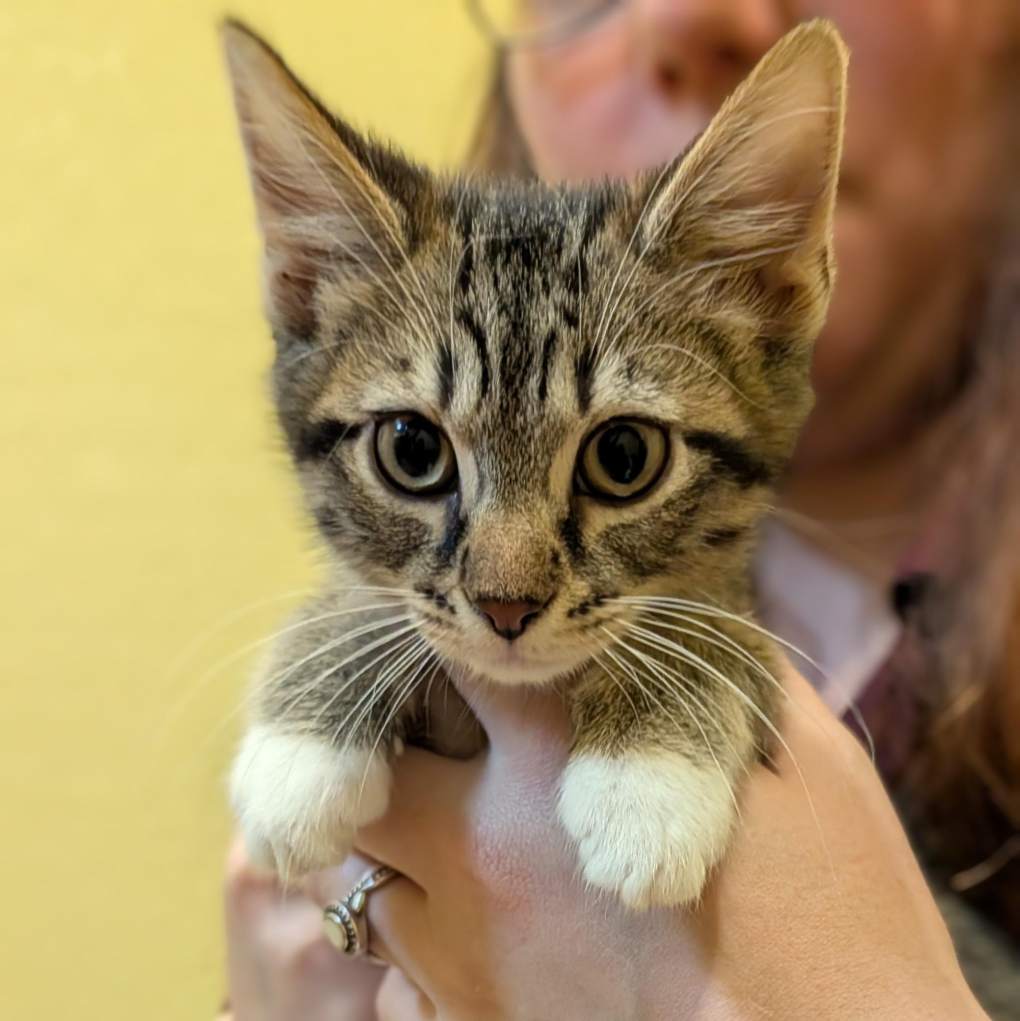 Adobo, ADOPTABLE, Kitten Male Domestic Short Hair.