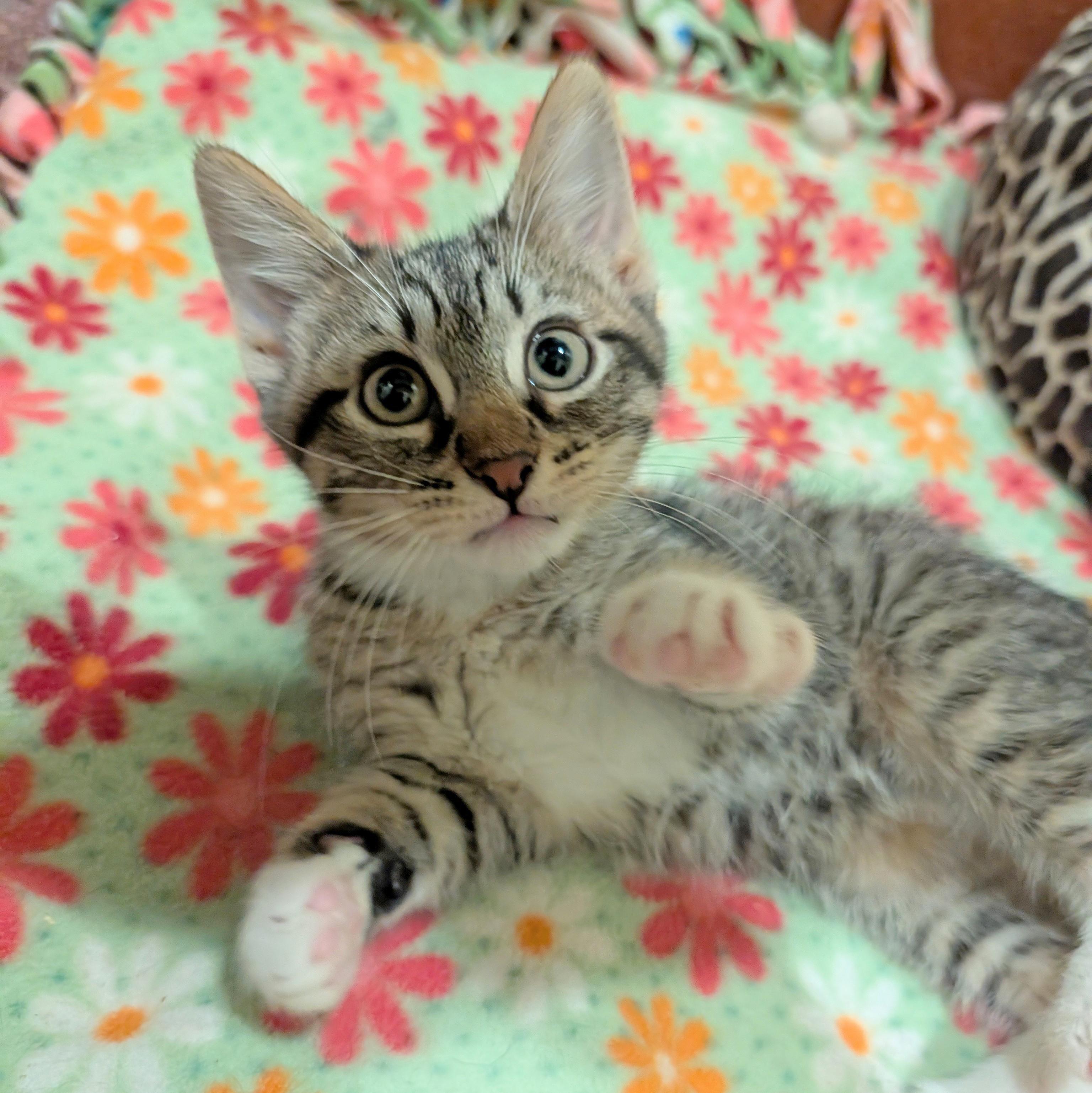 Enlarge Adobo, a ADOPTABLE Domestic Short Hair in Accident, MD image 2/4