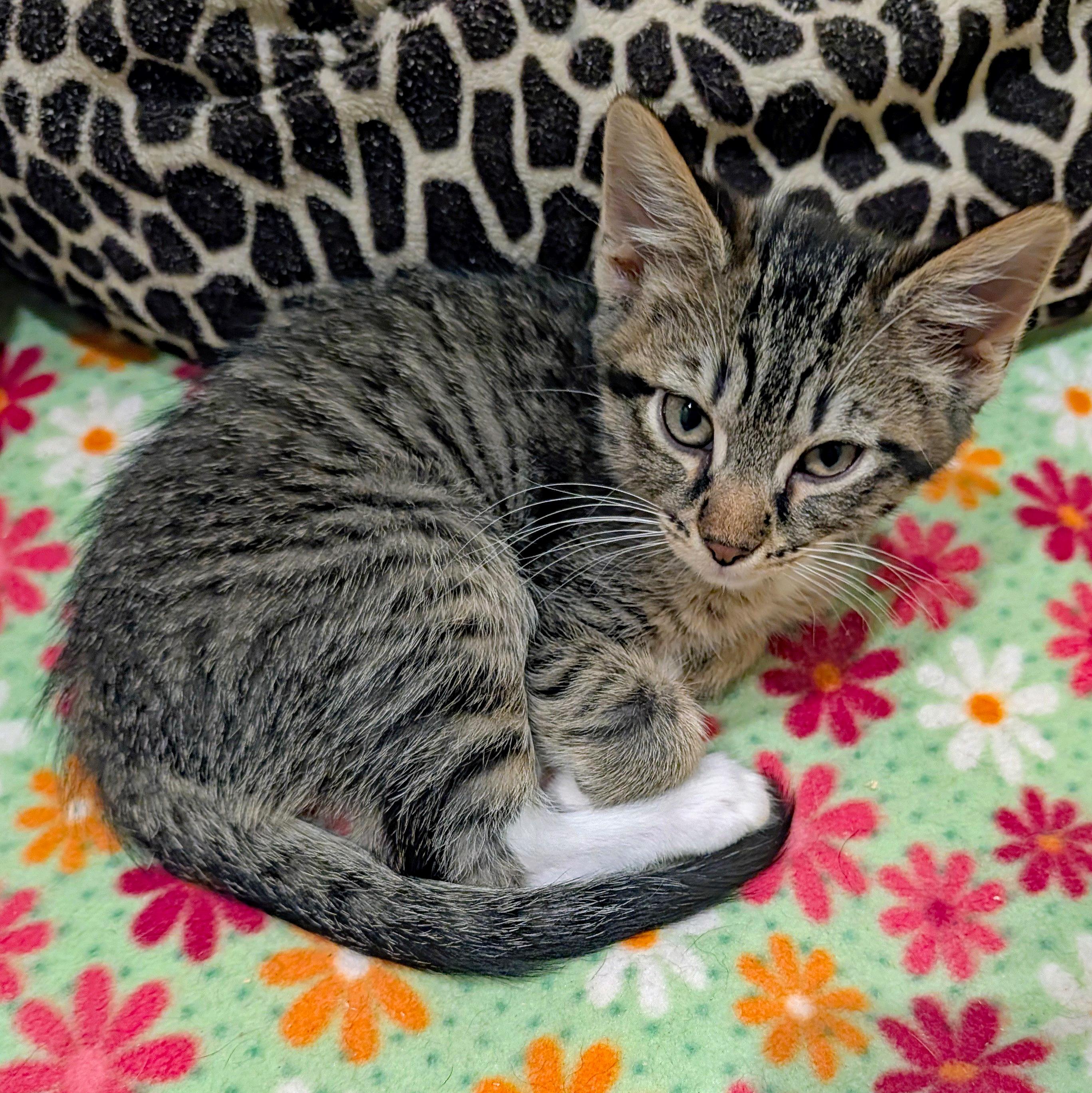 Enlarge Adobo, a ADOPTABLE Domestic Short Hair in Accident, MD image 4/4