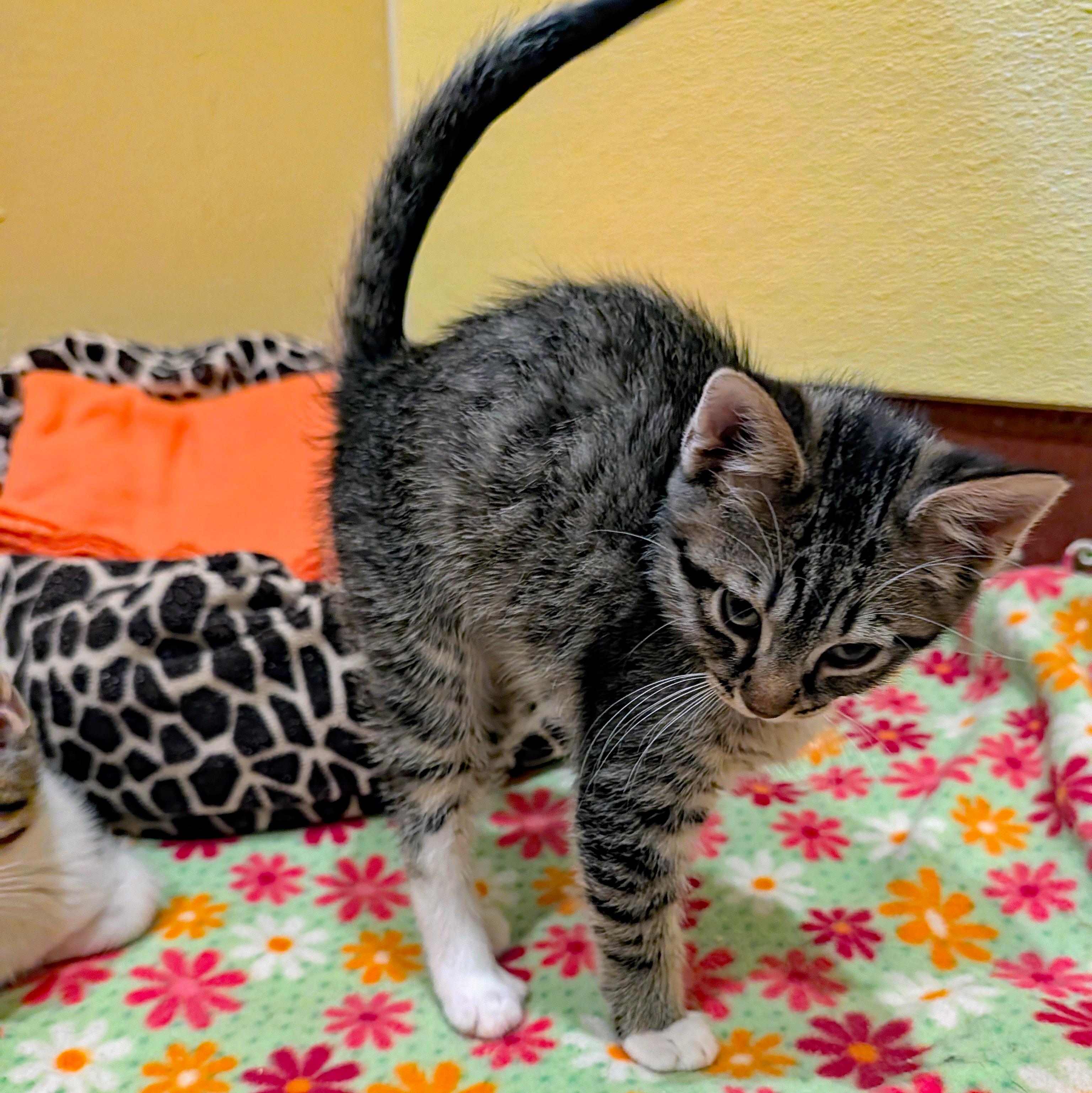 Enlarge Adobo, a ADOPTABLE Domestic Short Hair in Accident, MD image 3/4