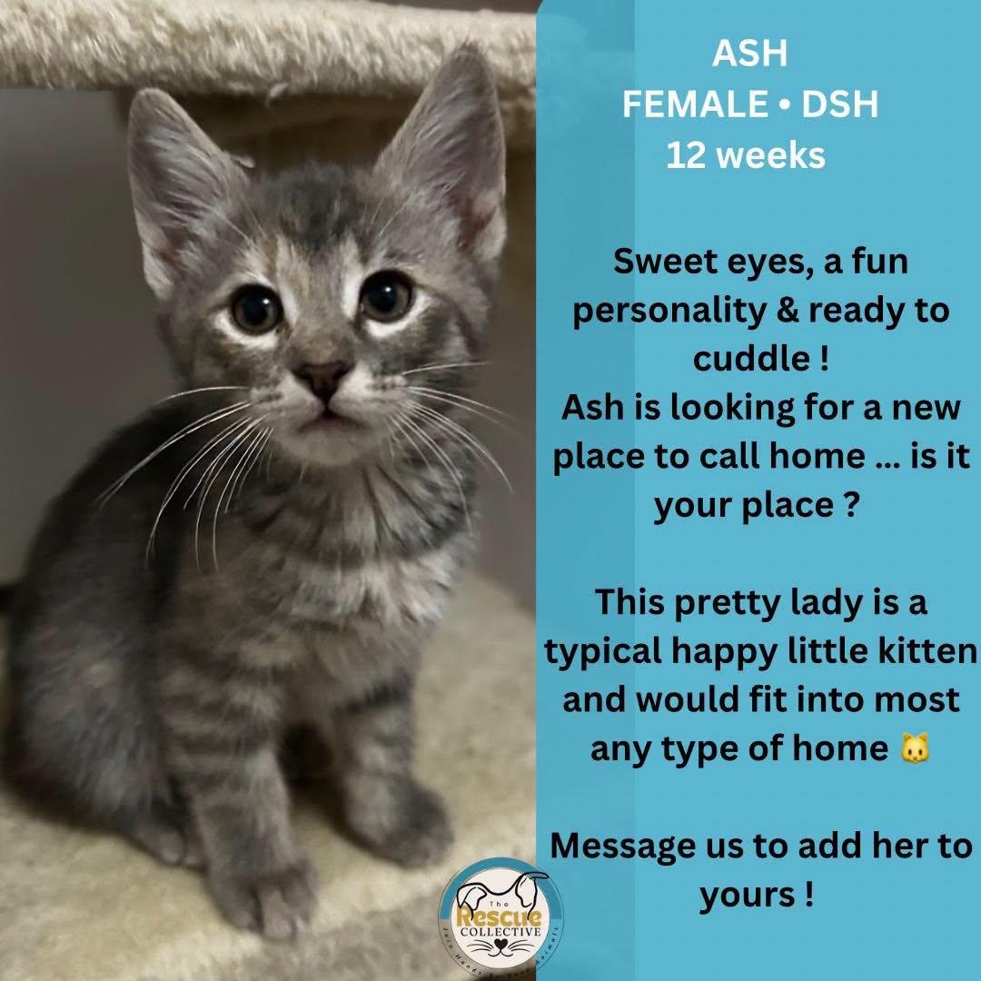 Ash, ADOPTABLE, Young Female Domestic Short Hair.