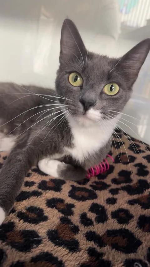 Enlarge Layla, a ADOPTABLE Domestic Short Hair in Cherryfield, ME image 1/1