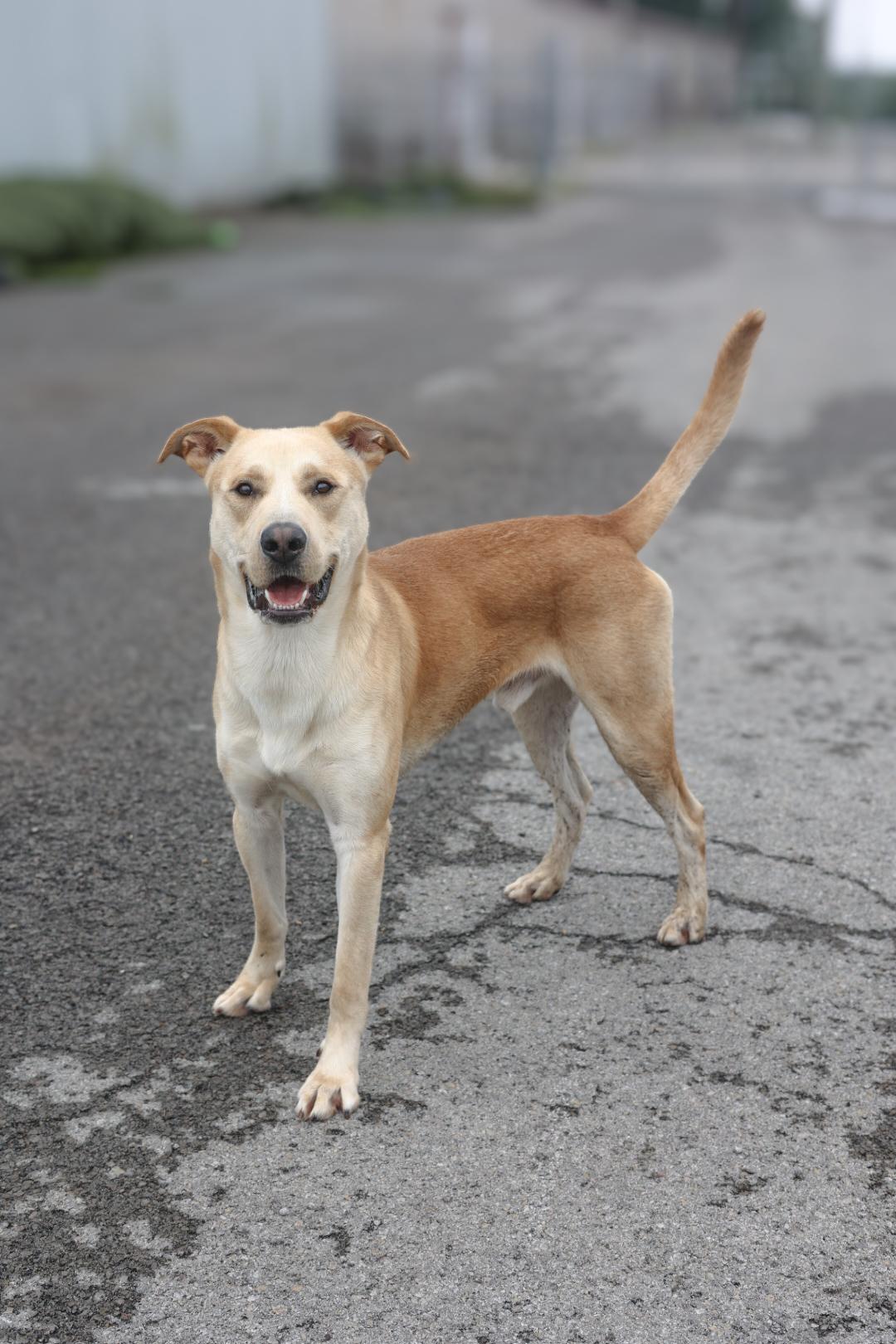 Enlarge Simba, a Adoptable mixed breed in Greenville, KY image 1/3