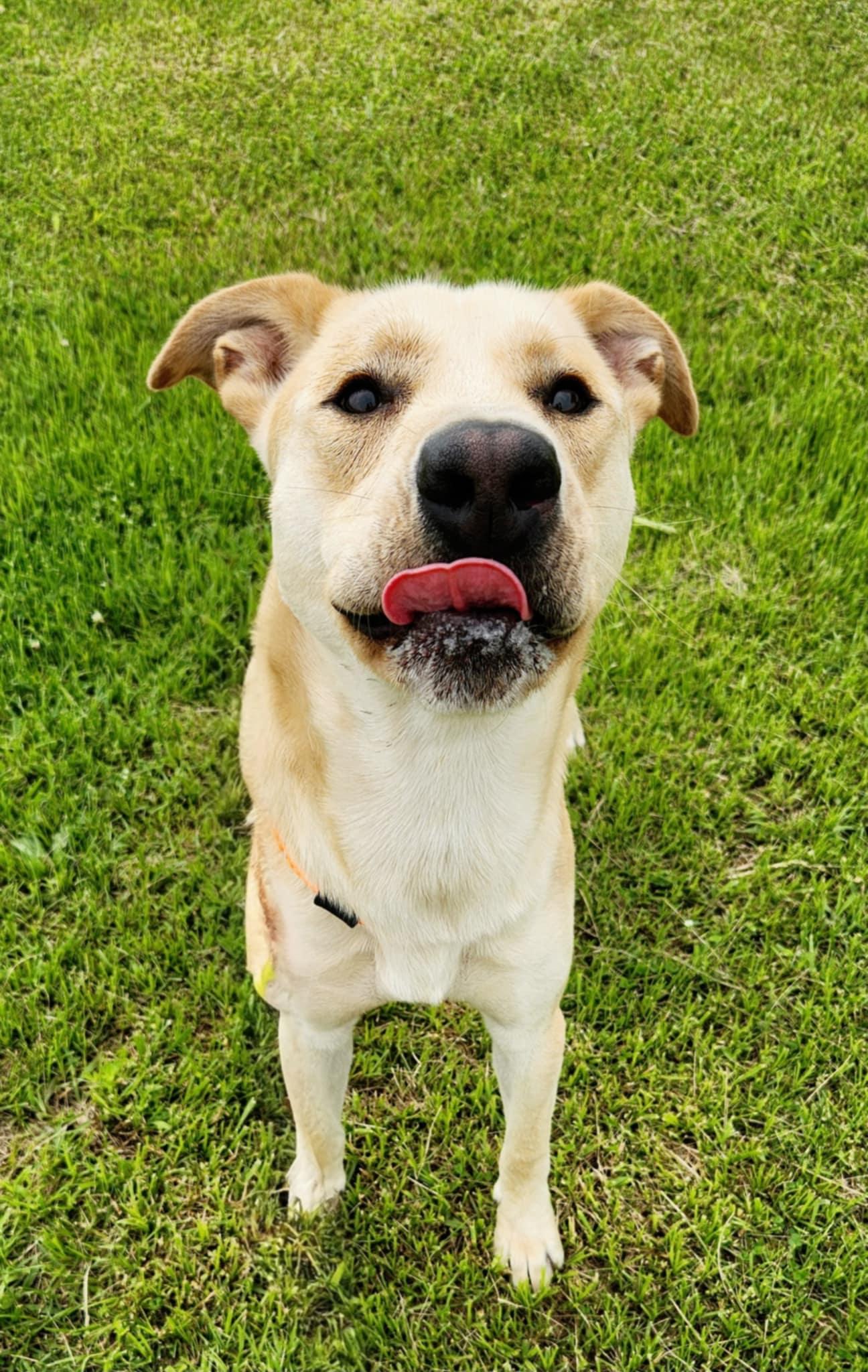 Enlarge Simba, a Adoptable mixed breed in Greenville, KY image 2/3
