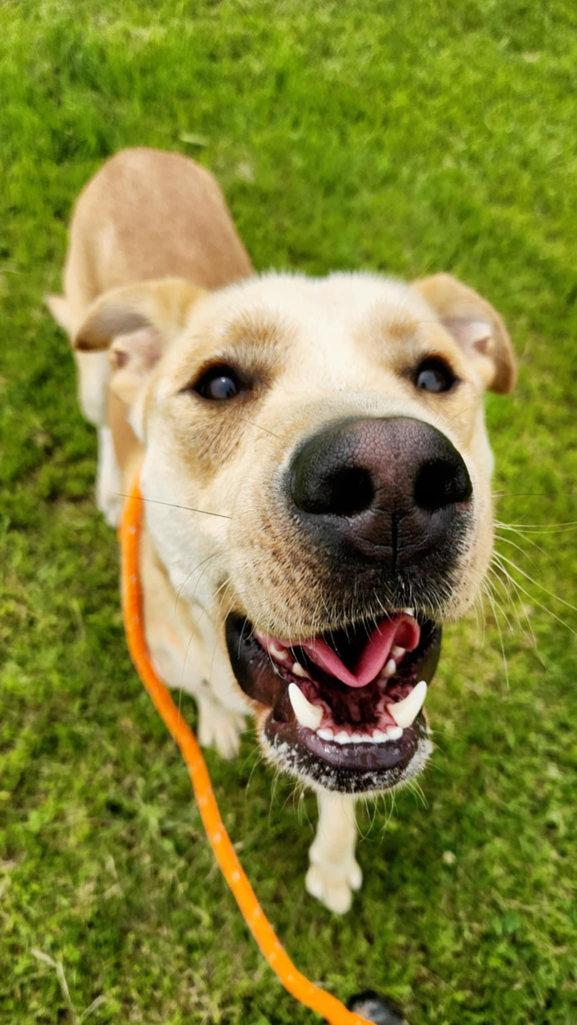 Enlarge Simba, a Adoptable mixed breed in Greenville, KY image 3/3