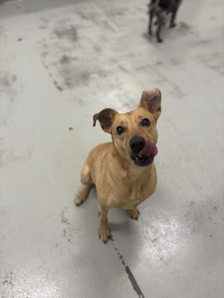 Enlarge Big Willie, a Adoptable Chihuahua in Studio City, CA image 1/5