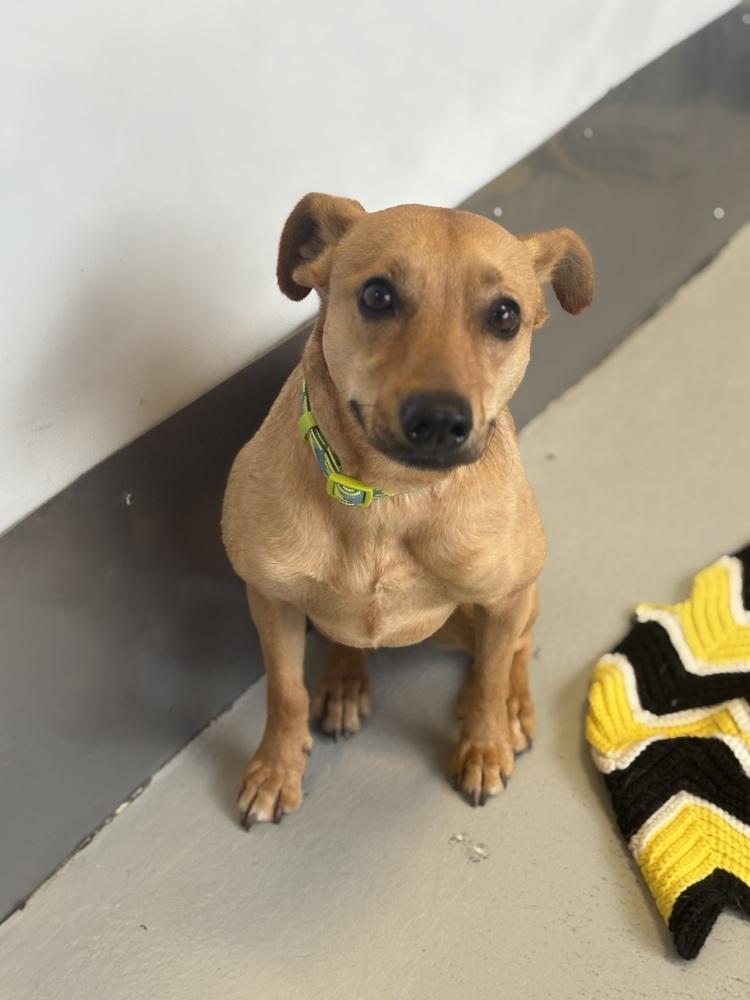 Enlarge Big Willie, a Adoptable Chihuahua in Studio City, CA image 2/5