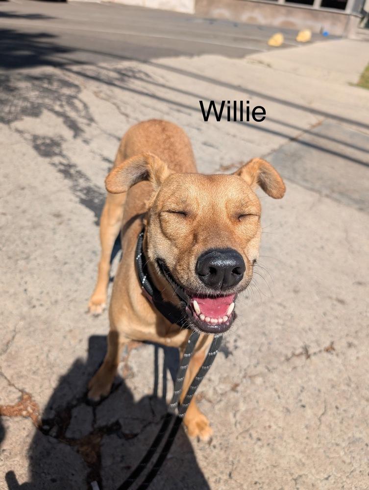 Enlarge Big Willie, a Adoptable Chihuahua in Studio City, CA image 3/5