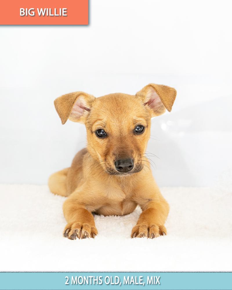 Enlarge Big Willie, a Adoptable Chihuahua in Studio City, CA image 4/5