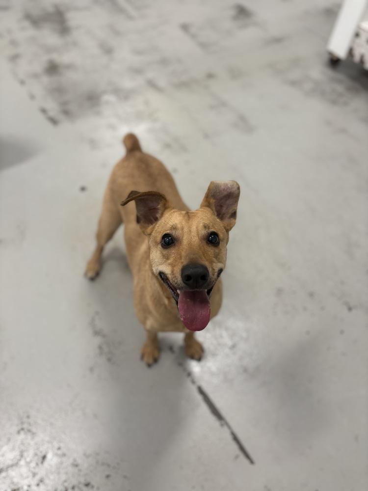 Enlarge Big Willie, a Adoptable Chihuahua in Studio City, CA image 5/5