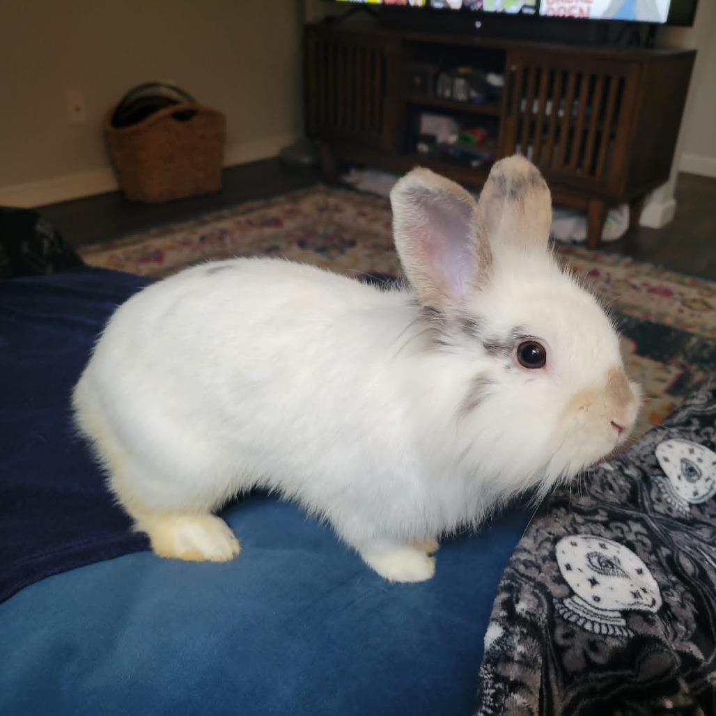 Enlarge Basil, a Adoptable Bunny Rabbit in West Olive, MI image 1/6