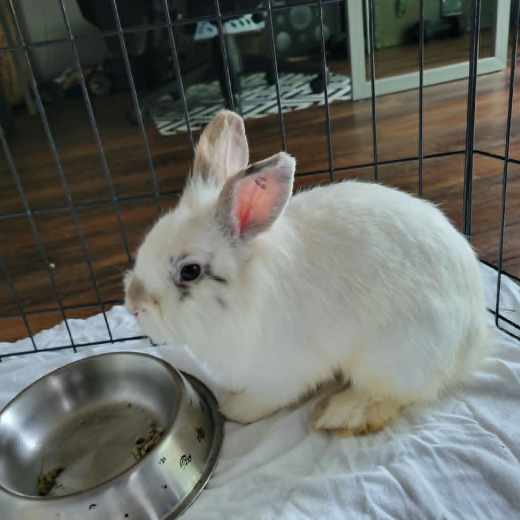 Enlarge Basil, a Adoptable Bunny Rabbit in West Olive, MI image 2/6