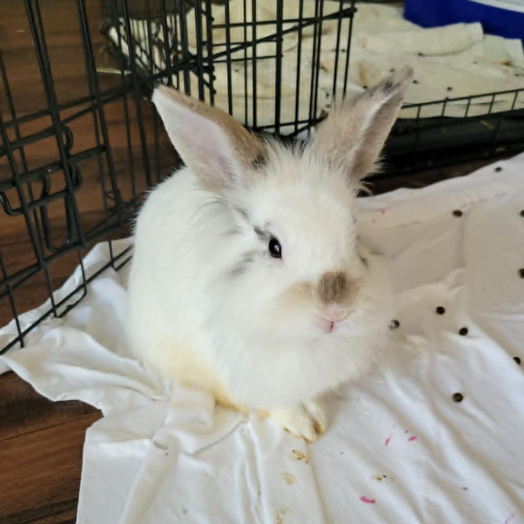 Enlarge Basil, a Adoptable Bunny Rabbit in West Olive, MI image 3/6