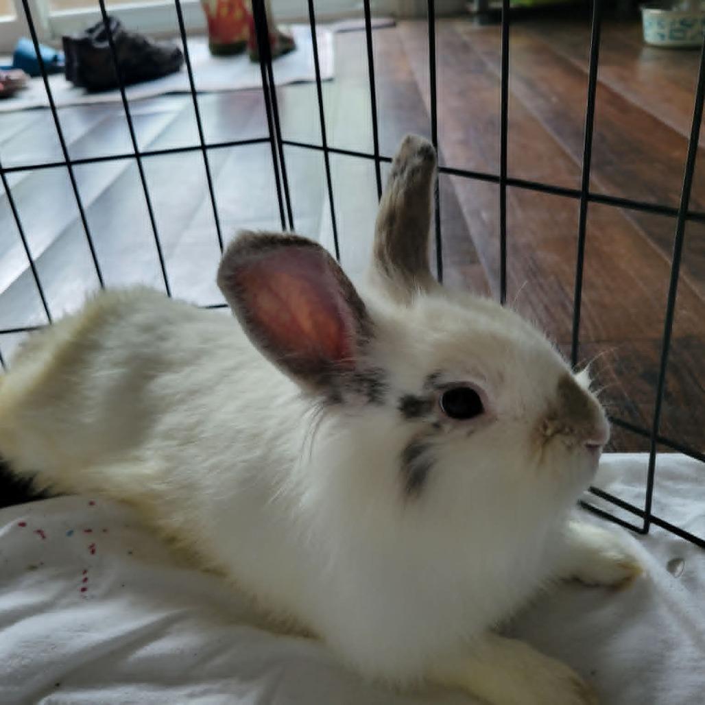 Enlarge Basil, a Adoptable Bunny Rabbit in West Olive, MI image 4/6