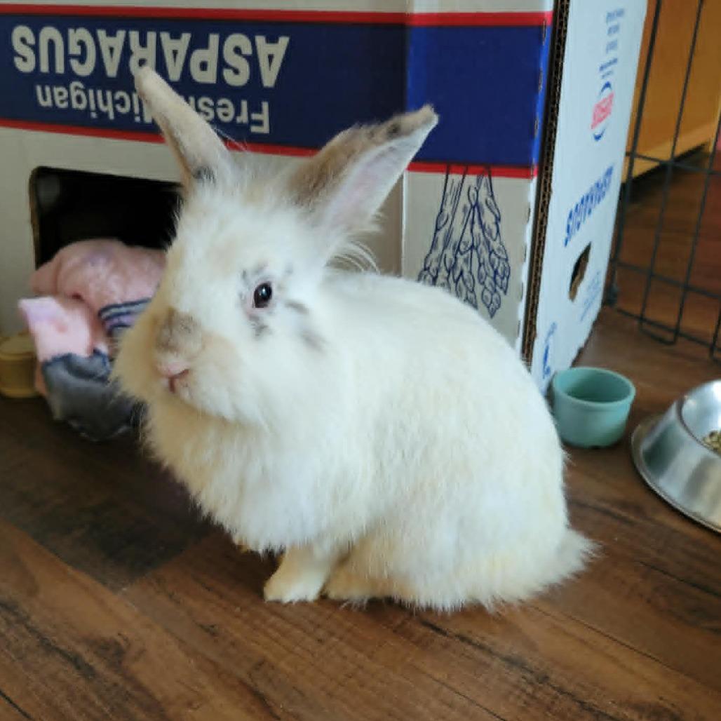 Enlarge Basil, a Adoptable Bunny Rabbit in West Olive, MI image 5/6