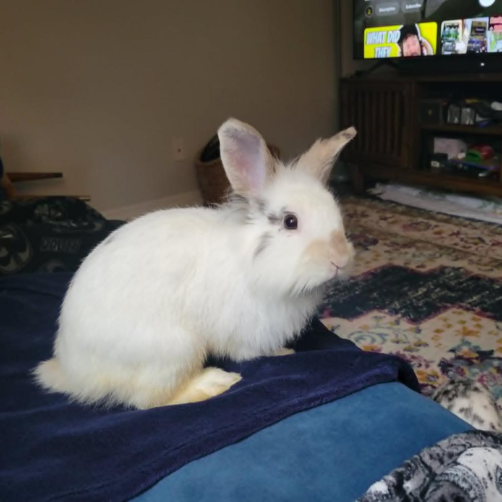 Enlarge Basil, a Adoptable Bunny Rabbit in West Olive, MI image 6/6