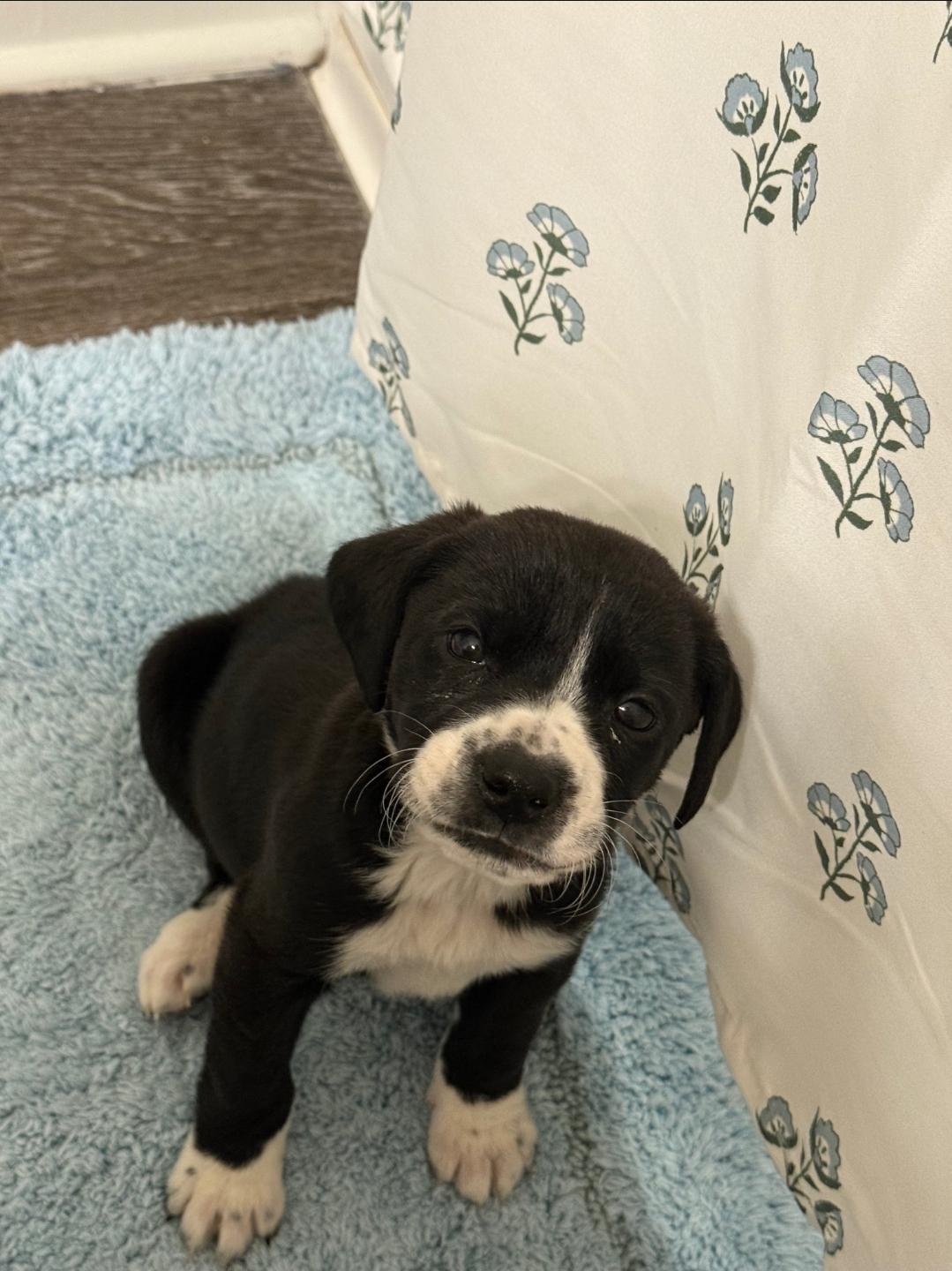 Bentley, Adopted, Puppy Male Beagle.