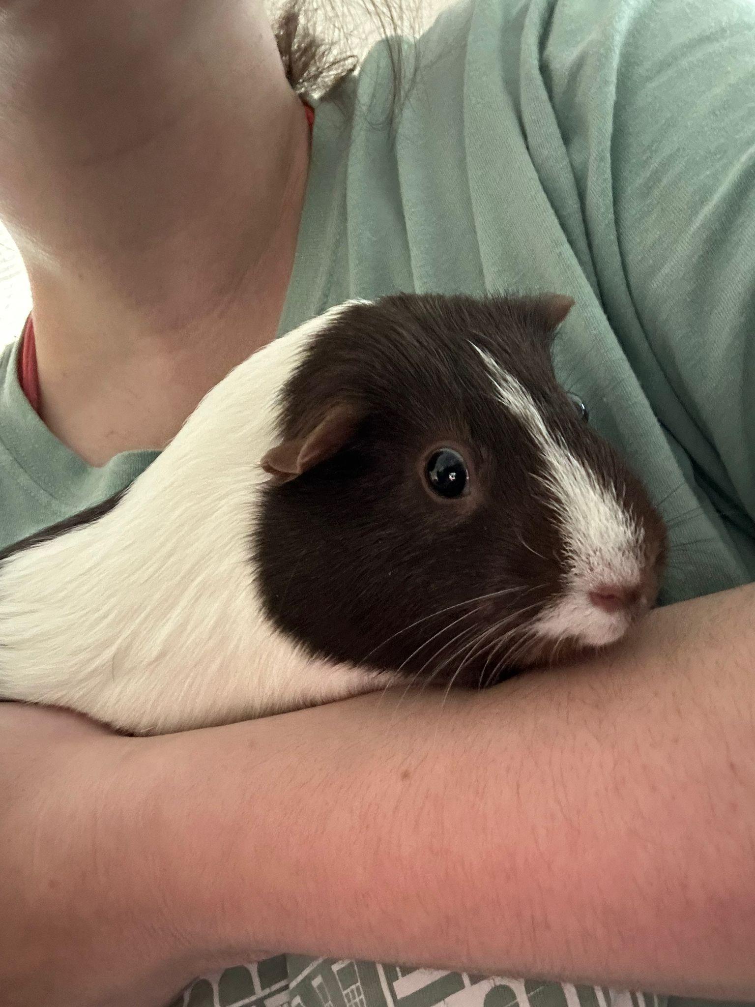 Pip and Cherrio- Courtesy Post photo 2