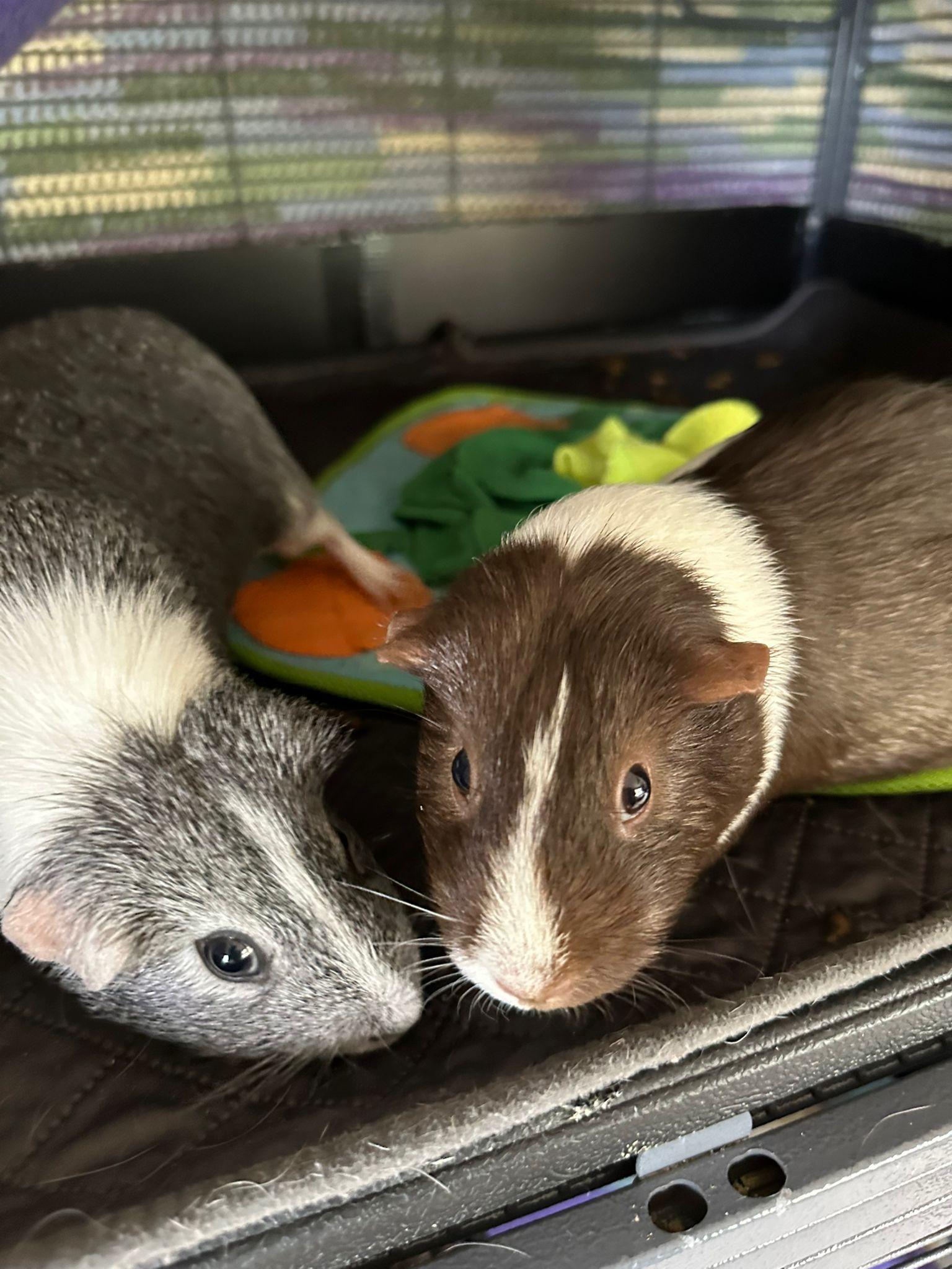 Pip and Cherrio- Courtesy Post, Adult Female Guinea Pig