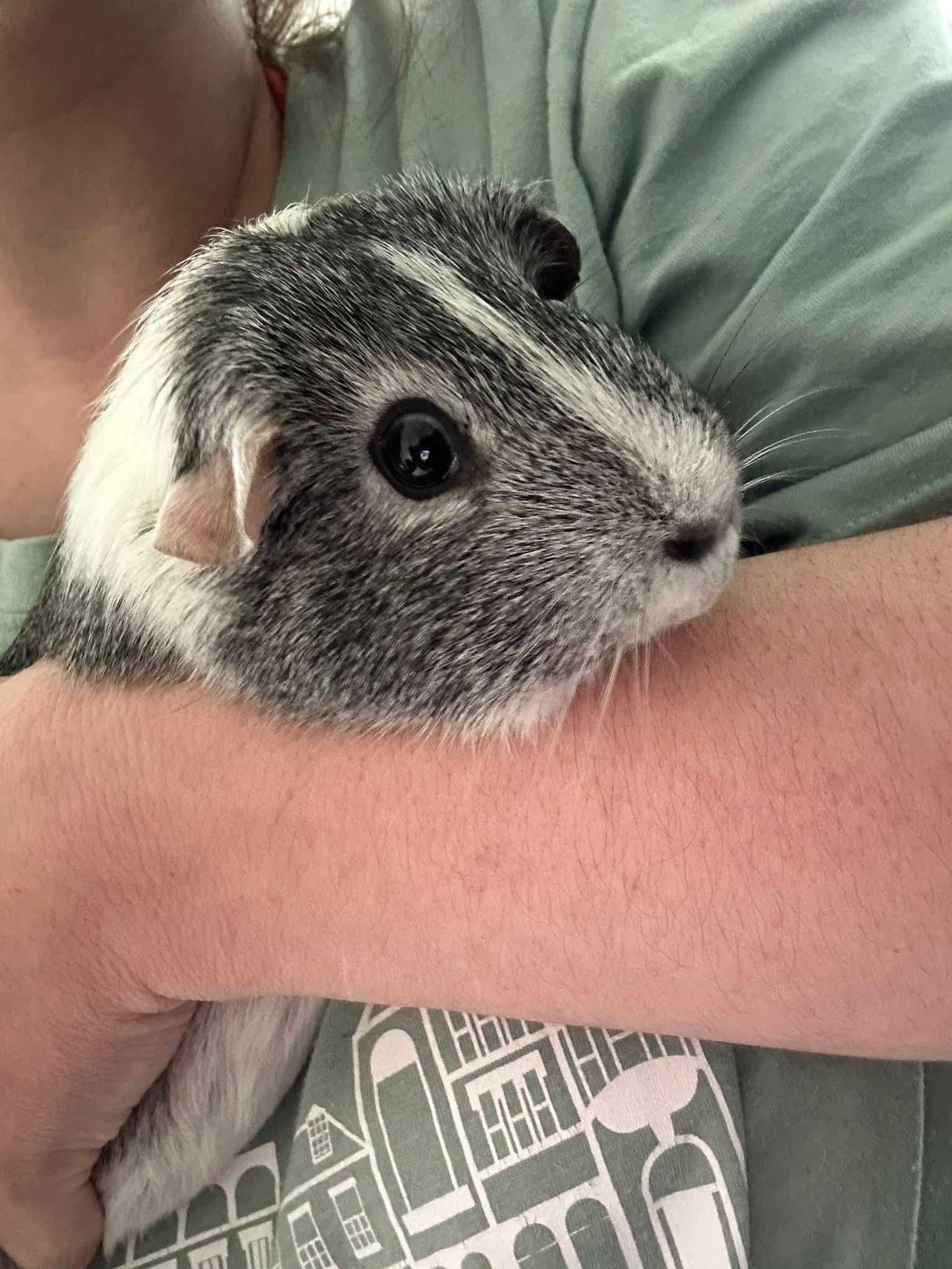 Pip and Cherrio- Courtesy Post photo 3