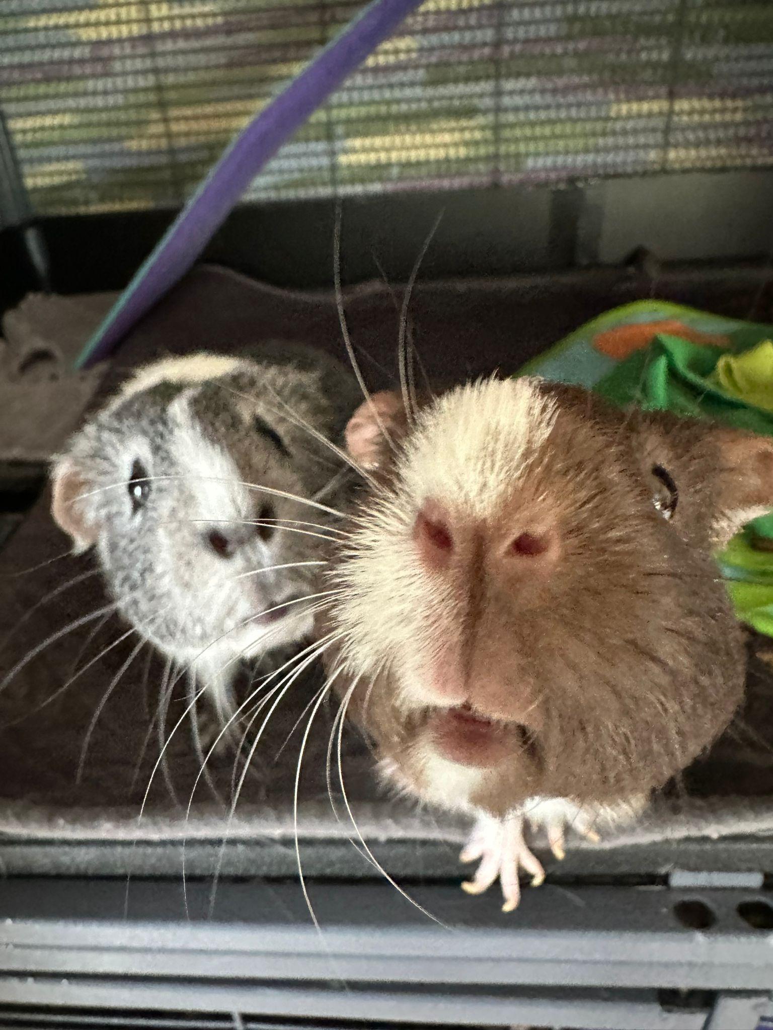 Pip and Cherrio- Courtesy Post photo 4