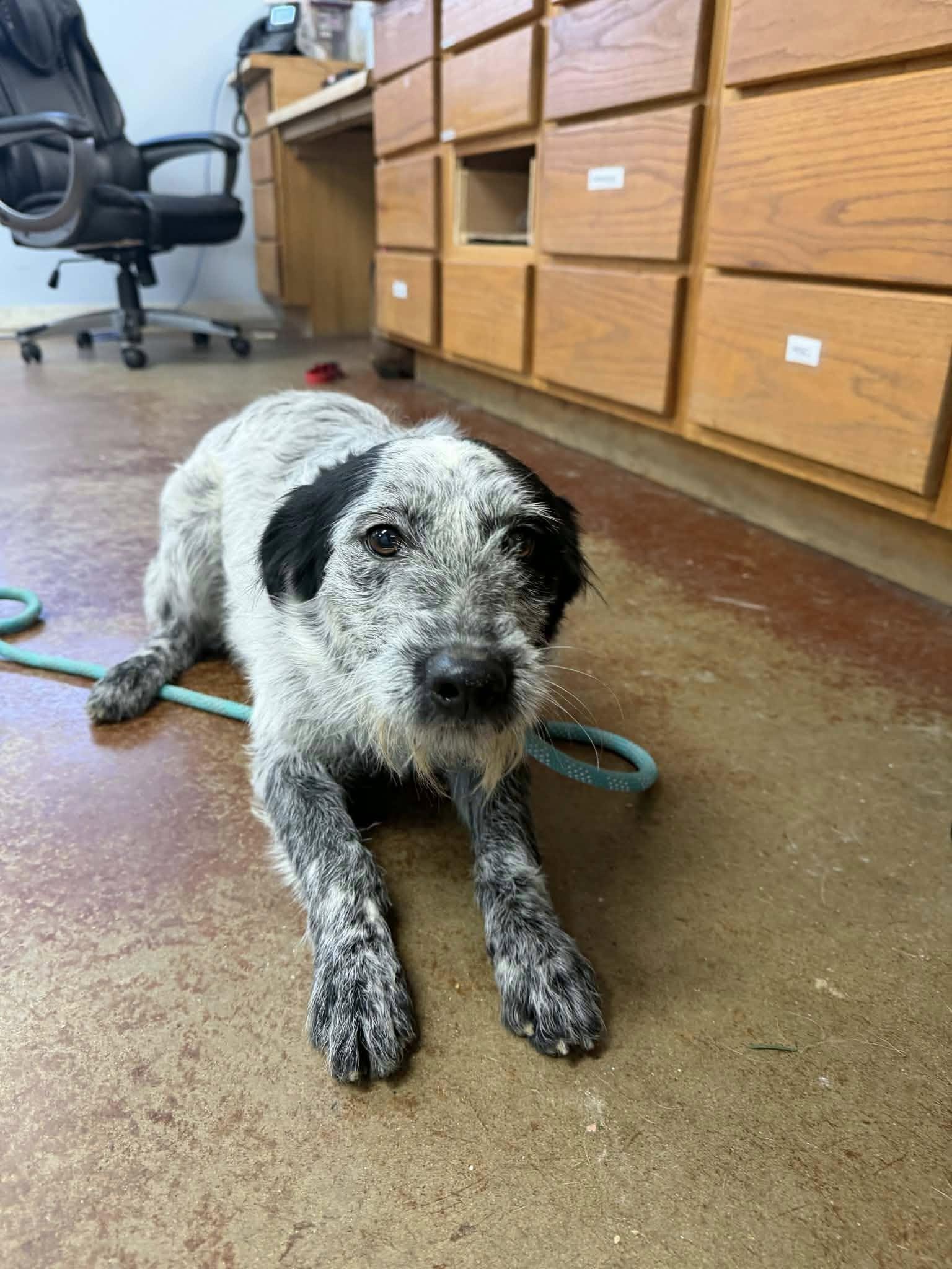 Enlarge Molly, an adopted mixed breed in Shelbyville, KY image 2/2