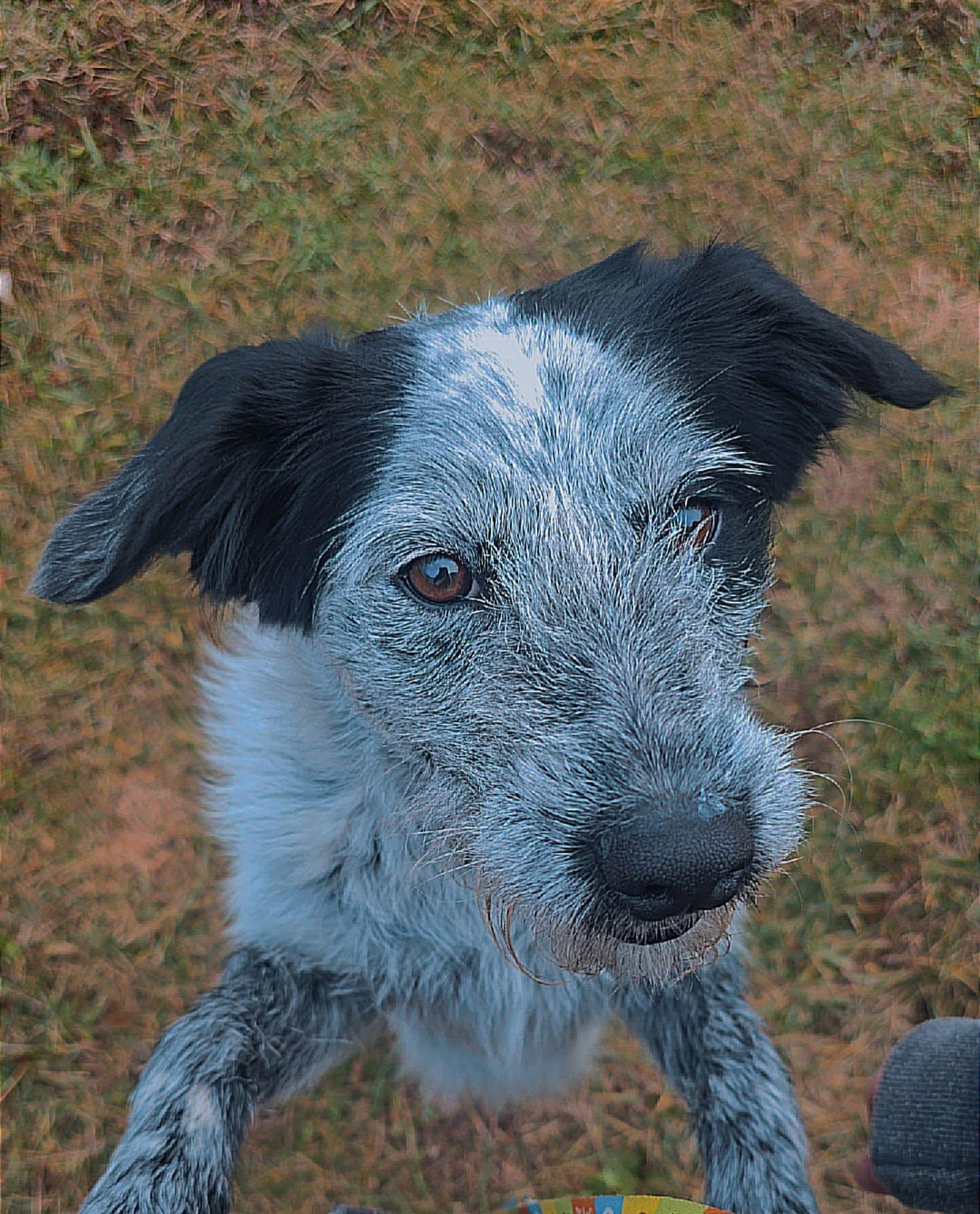 Molly, ADOPTABLE, Young Female Australian Cattle Dog / Blue Heeler.