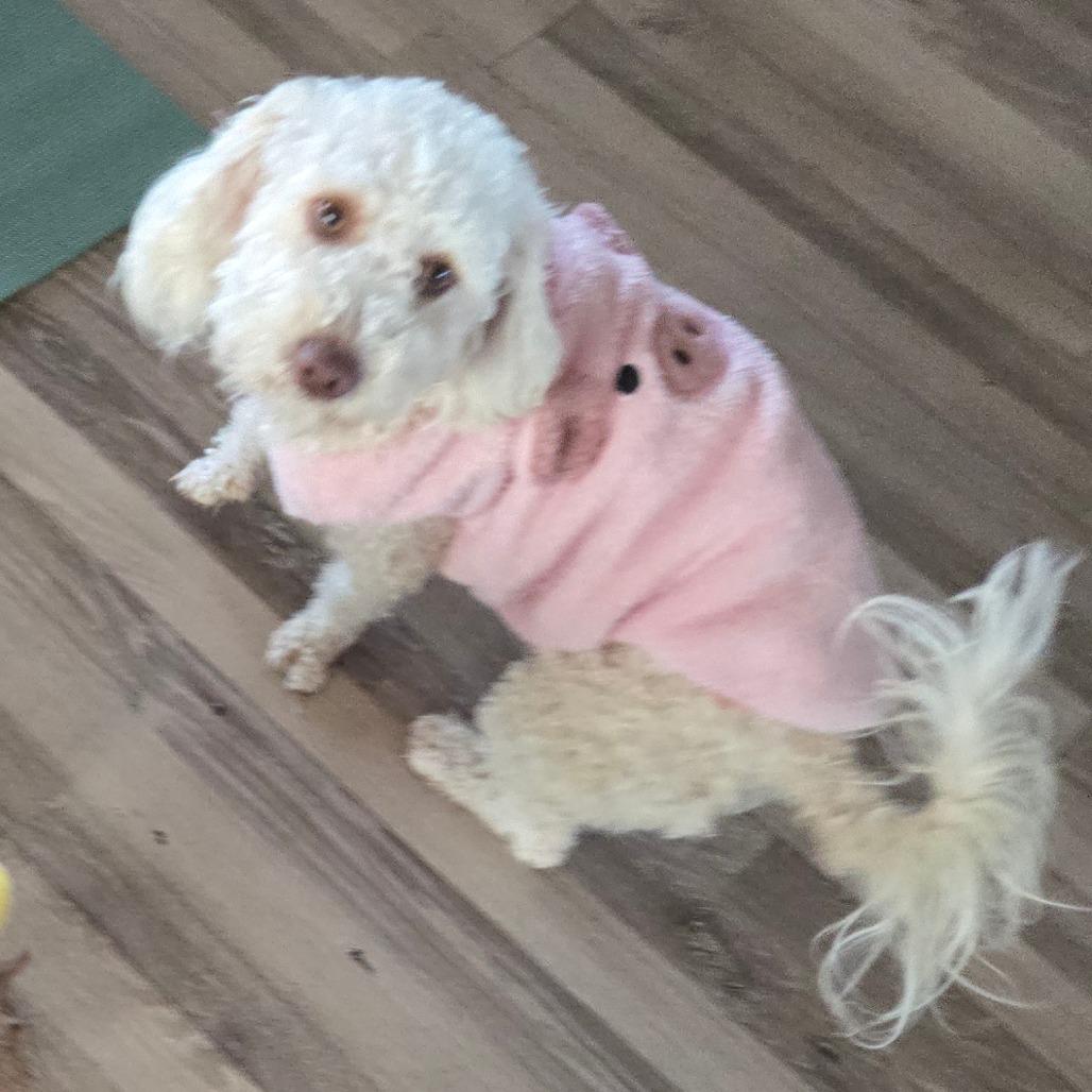 KOALA, Adoptable, Adult Female Poodle.