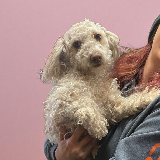 Enlarge KOALA, a Adoptable Poodle in Loves Park, IL image 1/1