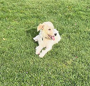 Enlarge Molly, a Adopted Wheaten Terrier in Monticello, MS image 1/2