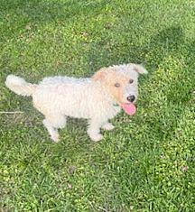Enlarge Molly, a Adopted Wheaten Terrier in Monticello, MS image 2/2