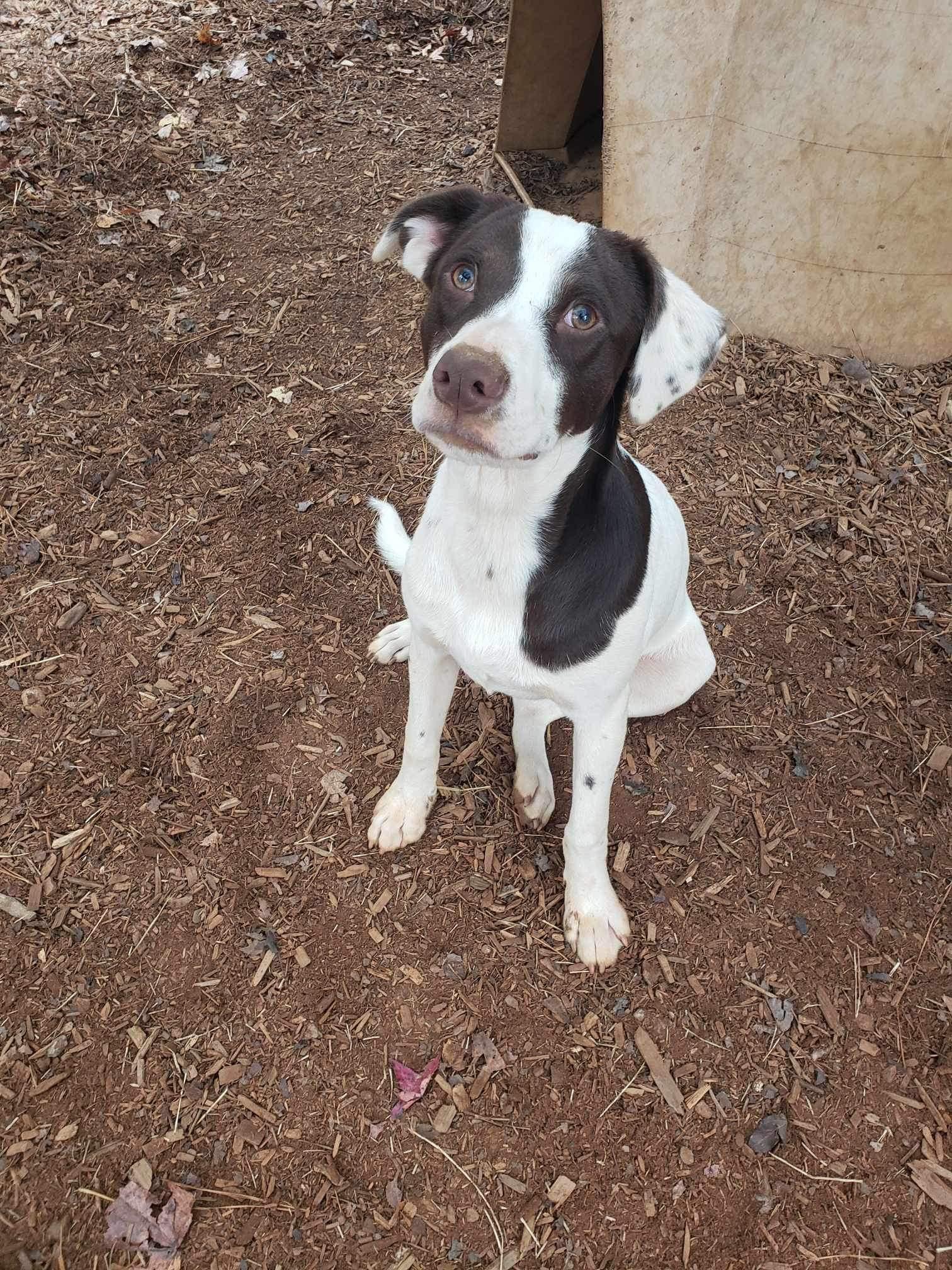 Bingo, a Adoptable mixed breed in Roanoke, AL image 4/5
