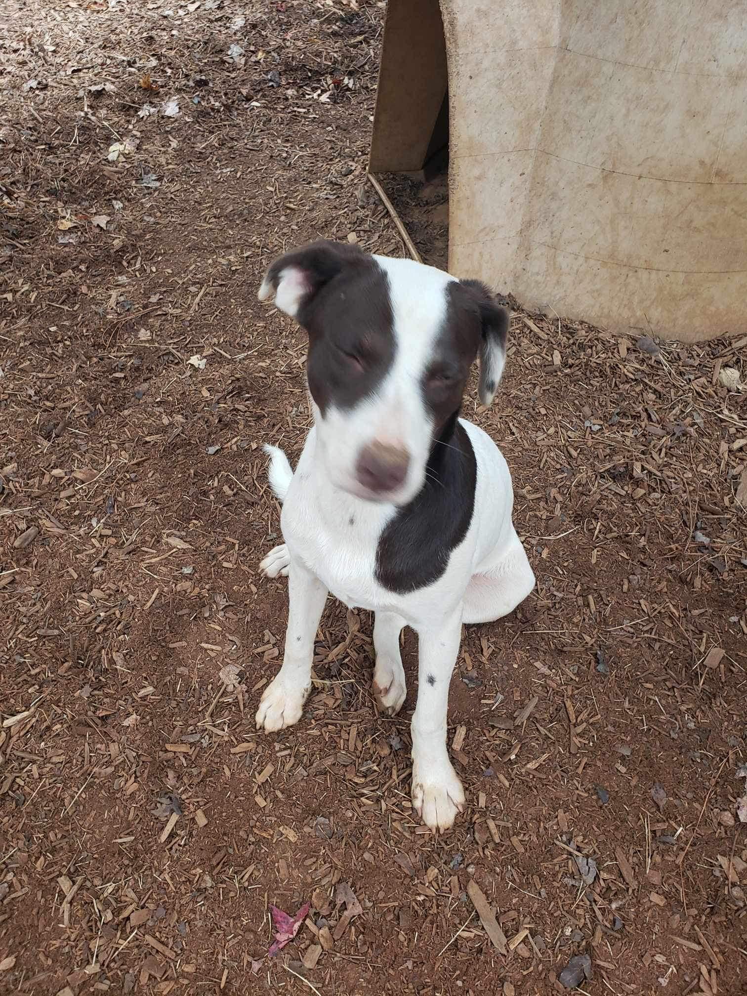 Bingo, a Adoptable mixed breed in Roanoke, AL image 5/5