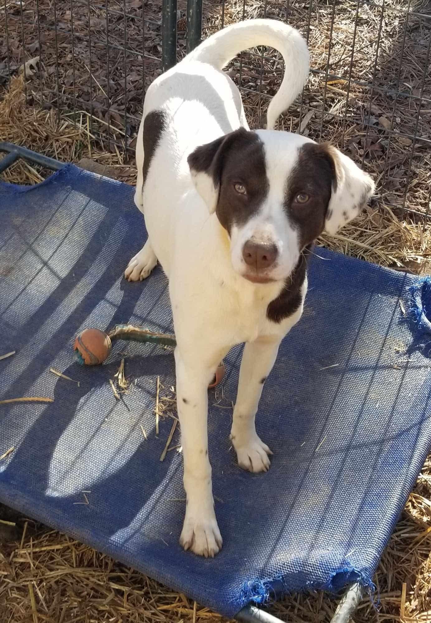 Bingo, a Adoptable mixed breed in Roanoke, AL image 2/5