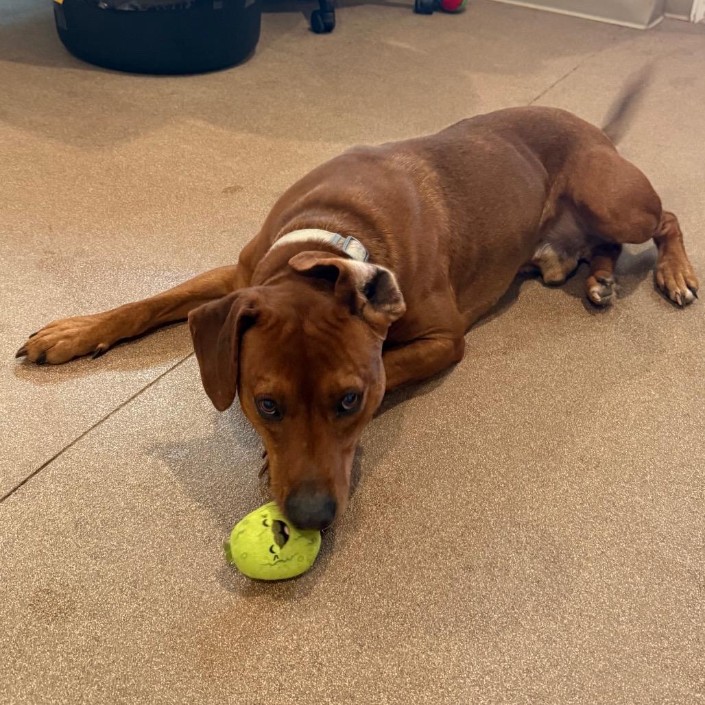 Chad, a Adoptable mixed breed in Cedaredge, CO image 1/6