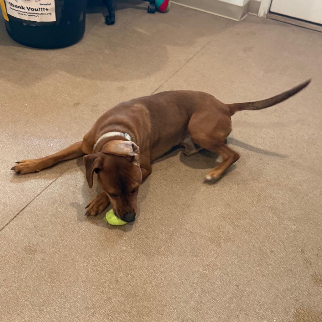 Chad, a Adoptable mixed breed in Cedaredge, CO image 2/6